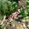 Fotografia 13 da espécie Persicaria maculosa do Jardim Botânico UTAD