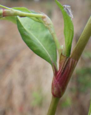 Fotografia 14 da espécie Persicaria maculosa no Jardim Botânico UTAD