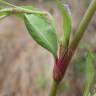 Fotografia 14 da espécie Persicaria maculosa do Jardim Botânico UTAD