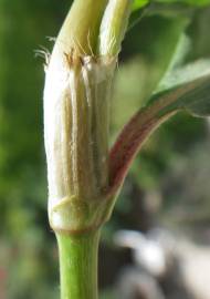 Fotografia da espécie Persicaria maculosa