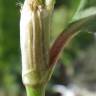 Fotografia 15 da espécie Persicaria maculosa do Jardim Botânico UTAD