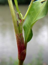 Fotografia da espécie Persicaria maculosa