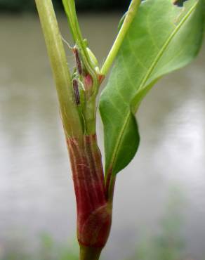 Fotografia 16 da espécie Persicaria maculosa no Jardim Botânico UTAD