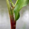 Fotografia 16 da espécie Persicaria maculosa do Jardim Botânico UTAD