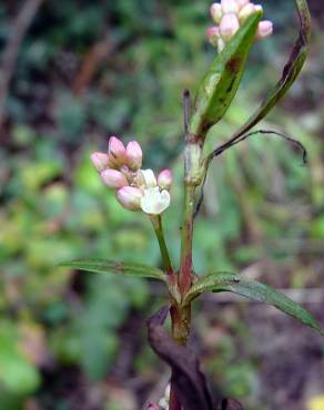 Fotografia 17 da espécie Persicaria maculosa no Jardim Botânico UTAD