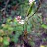 Fotografia 17 da espécie Persicaria maculosa do Jardim Botânico UTAD