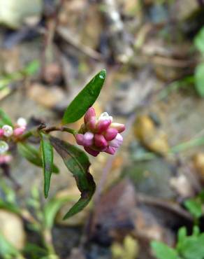 Fotografia 18 da espécie Persicaria maculosa no Jardim Botânico UTAD