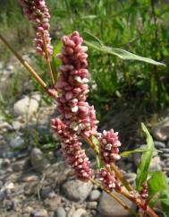 Persicaria maculosa