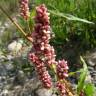 Fotografia 1 da espécie Persicaria maculosa do Jardim Botânico UTAD