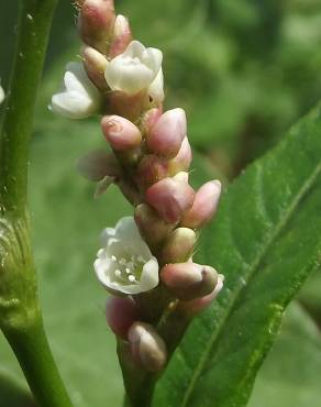 Fotografia 22 da espécie Persicaria maculosa no Jardim Botânico UTAD