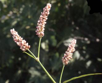 Fotografia da espécie Persicaria maculosa