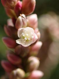 Fotografia da espécie Persicaria maculosa