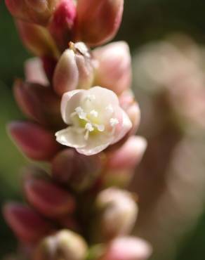 Fotografia 30 da espécie Persicaria maculosa no Jardim Botânico UTAD