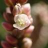 Fotografia 30 da espécie Persicaria maculosa do Jardim Botânico UTAD