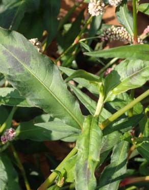 Fotografia 31 da espécie Persicaria maculosa no Jardim Botânico UTAD