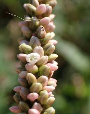 Fotografia 32 da espécie Persicaria maculosa no Jardim Botânico UTAD