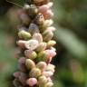 Fotografia 32 da espécie Persicaria maculosa do Jardim Botânico UTAD
