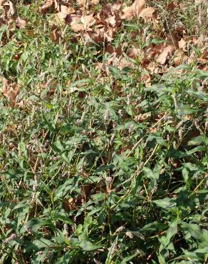 Fotografia 33 da espécie Persicaria maculosa no Jardim Botânico UTAD