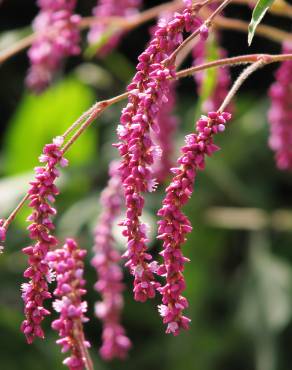 Fotografia 4 da espécie Persicaria orientalis no Jardim Botânico UTAD