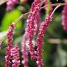 Fotografia 4 da espécie Persicaria orientalis do Jardim Botânico UTAD