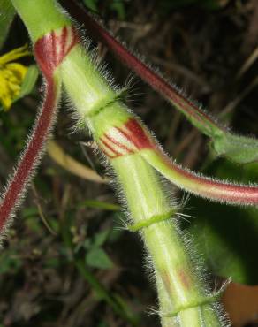 Fotografia 5 da espécie Persicaria orientalis no Jardim Botânico UTAD