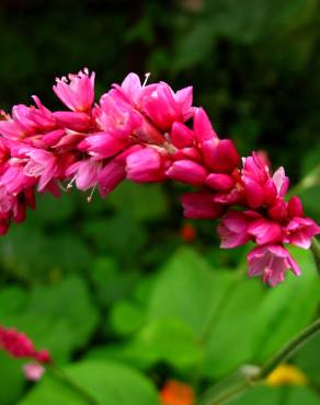 Fotografia 6 da espécie Persicaria orientalis no Jardim Botânico UTAD