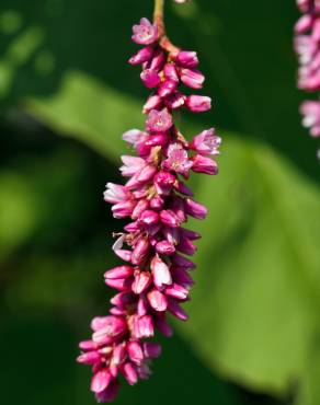 Fotografia 8 da espécie Persicaria orientalis no Jardim Botânico UTAD