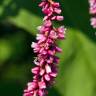 Fotografia 8 da espécie Persicaria orientalis do Jardim Botânico UTAD