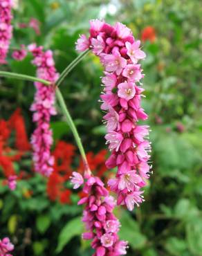 Fotografia 9 da espécie Persicaria orientalis no Jardim Botânico UTAD