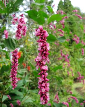 Fotografia 10 da espécie Persicaria orientalis no Jardim Botânico UTAD