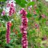 Fotografia 10 da espécie Persicaria orientalis do Jardim Botânico UTAD