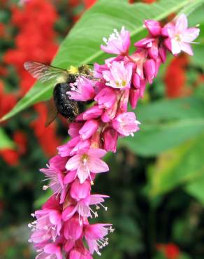 Fotografia 11 da espécie Persicaria orientalis no Jardim Botânico UTAD