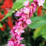 Fotografia 11 da espécie Persicaria orientalis do Jardim Botânico UTAD