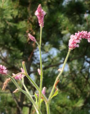 Fotografia 12 da espécie Persicaria orientalis no Jardim Botânico UTAD