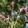 Fotografia 12 da espécie Persicaria orientalis do Jardim Botânico UTAD