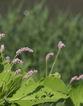 Fotografia 13 da espécie Persicaria orientalis no Jardim Botânico UTAD