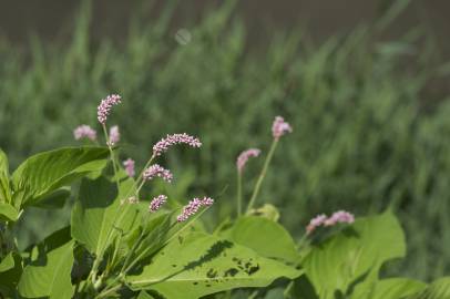 Fotografia da espécie Persicaria orientalis