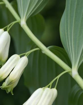 Fotografia 6 da espécie Polygonatum odoratum no Jardim Botânico UTAD