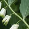 Fotografia 6 da espécie Polygonatum odoratum do Jardim Botânico UTAD