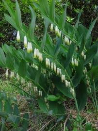 Fotografia da espécie Polygonatum odoratum