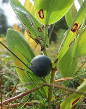 Fotografia 10 da espécie Polygonatum odoratum no Jardim Botânico UTAD