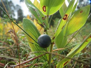 Fotografia da espécie Polygonatum odoratum