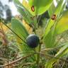 Fotografia 10 da espécie Polygonatum odoratum do Jardim Botânico UTAD