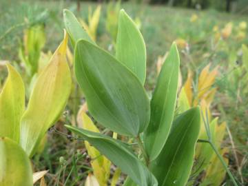 Fotografia da espécie Polygonatum odoratum