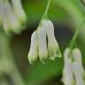 Fotografia 12 da espécie Polygonatum odoratum do Jardim Botânico UTAD