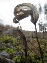 Fotografia da espécie Polygonatum odoratum