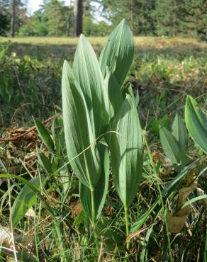 Fotografia 15 da espécie Polygonatum odoratum no Jardim Botânico UTAD