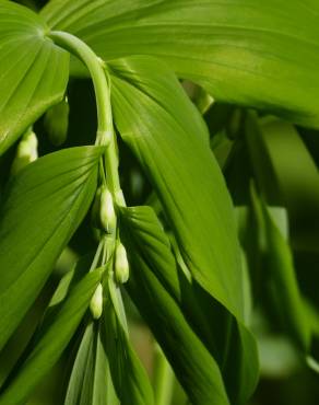 Fotografia 17 da espécie Polygonatum odoratum no Jardim Botânico UTAD