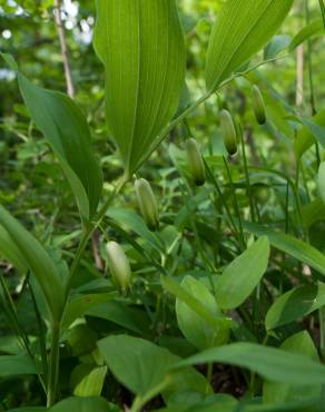 Fotografia 18 da espécie Polygonatum odoratum no Jardim Botânico UTAD