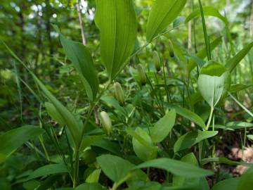 Fotografia da espécie Polygonatum odoratum